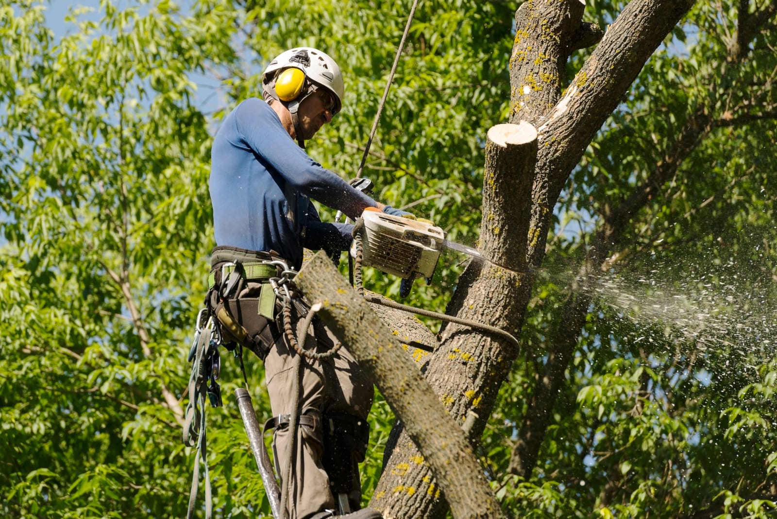 Tree cating