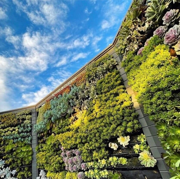 Green Wall & Vertical Garden
