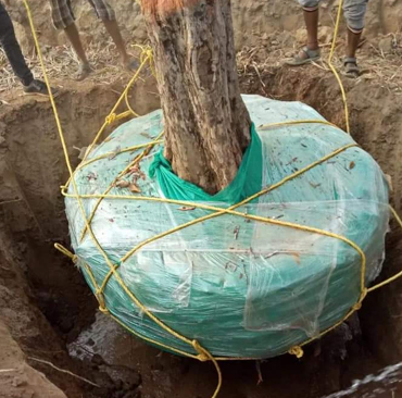 Tree Transplantation