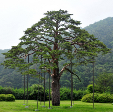 Monumental Trees